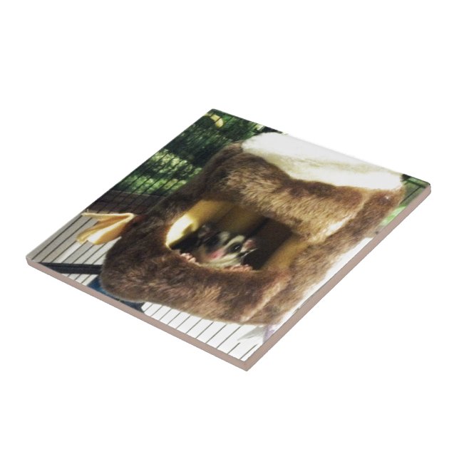 Azulejo De Cerâmica Glider de Açúcar na Cama do Caminhão de Árvore Fur (Lateral)