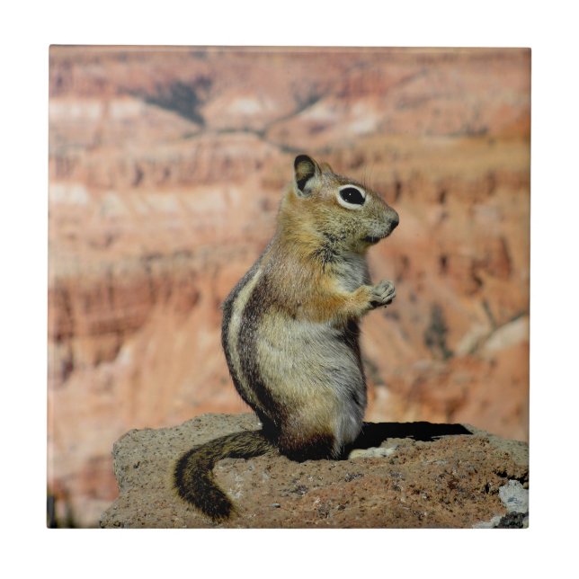 Azulejo De Cerâmica Golden Mantled Ground Squirrel (Frente)