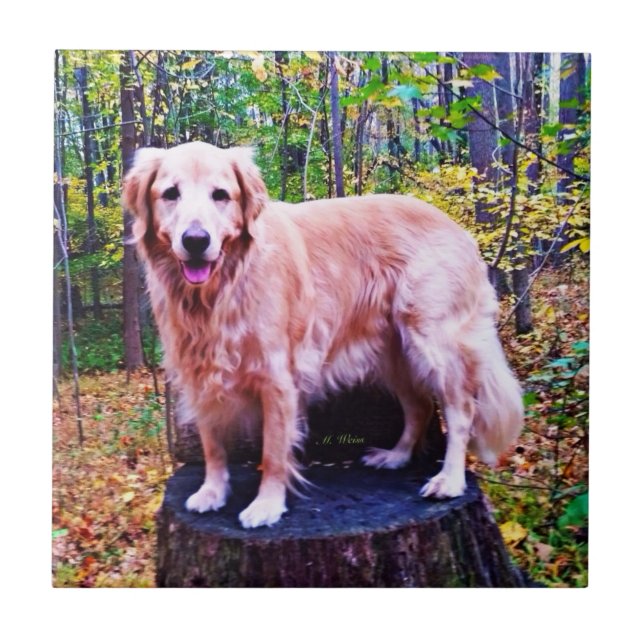 Azulejo De Cerâmica Golden retriever (Frente)