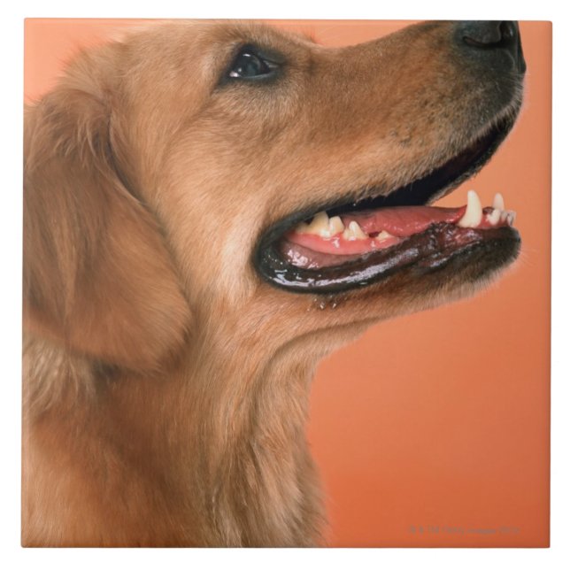 Azulejo De Cerâmica Golden retriever 7 (Frente)