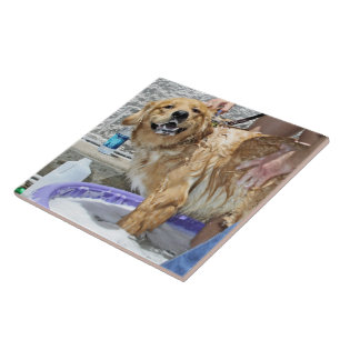 Azulejo De Cerâmica Golden retriever - de que o ponto!