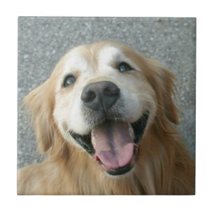 Azulejo De Cerâmica Golden retriever de sorriso