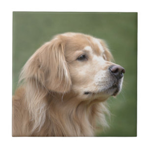 Azulejo De Cerâmica Golden retriever no close up