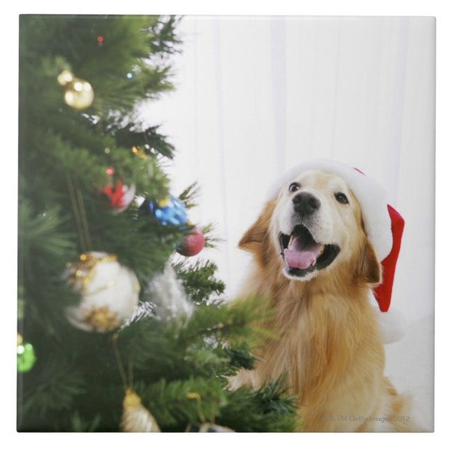 Azulejo De Cerâmica Golden retriever que olha a árvore de Natal (Frente)