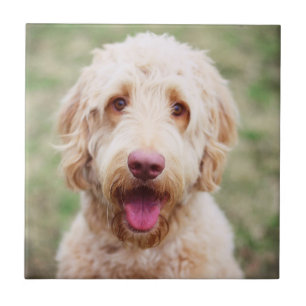 Azulejo De Cerâmica Goldendoodle sorrindo
