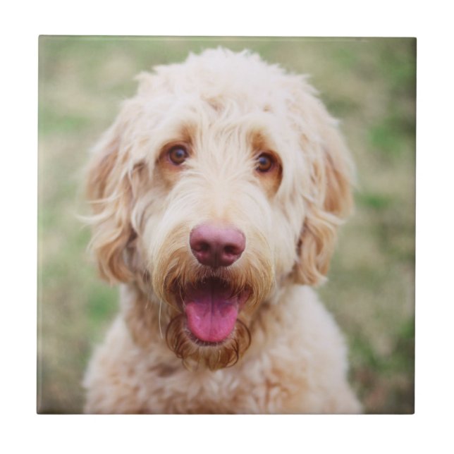 Azulejo De Cerâmica Goldendoodle sorrindo (Frente)