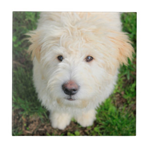 Azulejo De Cerâmica Goldendoodododle Puppy Olhando Para A Câmera