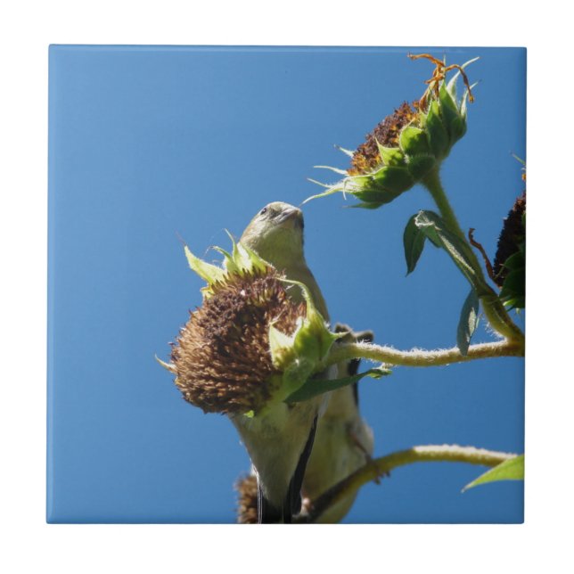 Azulejo De Cerâmica Goldfinch (Frente)