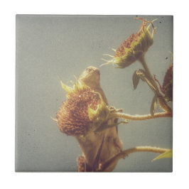 Azulejo De Cerâmica Goldfinch