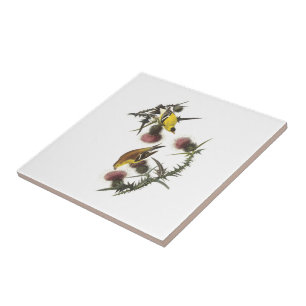 Azulejo De Cerâmica Goldfinch americano por Audubon