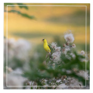 Azulejo De Cerâmica Goldfinch E Este Outono