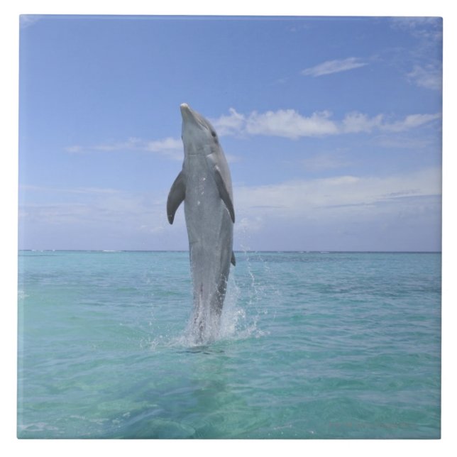 Azulejo De Cerâmica Golfinho de Bottlenose comum que nada para trás (Frente)