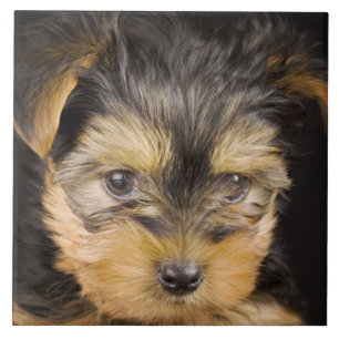 Azulejo De Cerâmica Gorgeous Yorkshire Terrier