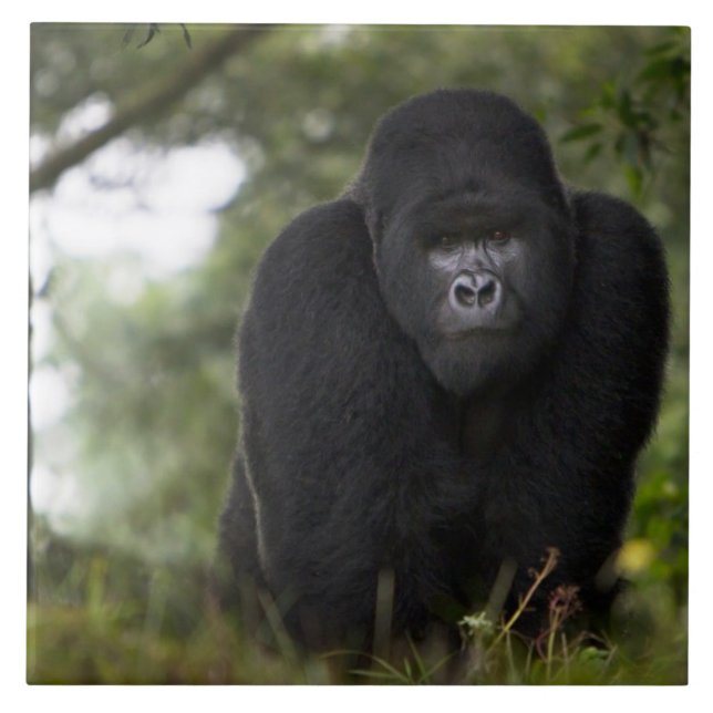 Azulejo De Cerâmica Gorila da Montanha e Silverback (Frente)