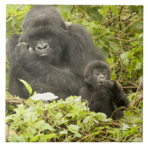 Azulejo De Cerâmica Gorila-da-montanha, Gorilla beringei (anteriorment