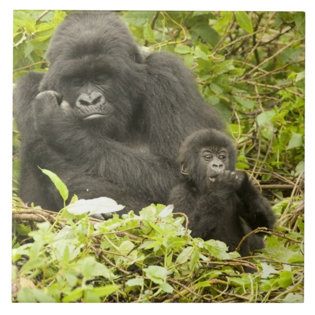Azulejo De Cerâmica Gorila de montanha, Gorilla beringei (anteriorment (Frente)