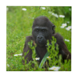 Azulejo De Cerâmica Gorilla Baby Escondendo-Se Na Praça Da Grama