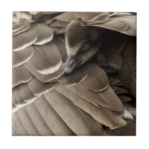 Azulejo De Cerâmica Gosling pequeno sob a asa da mãe