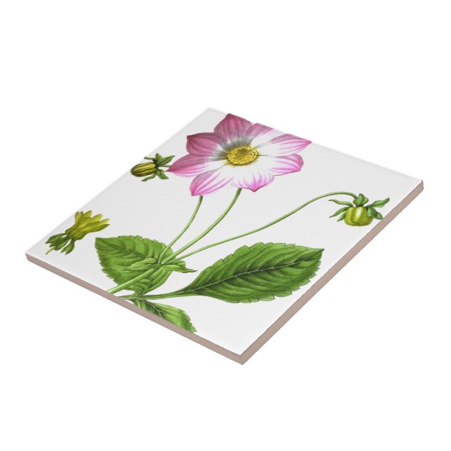 Azulejo De Cerâmica Grace (Lateral)