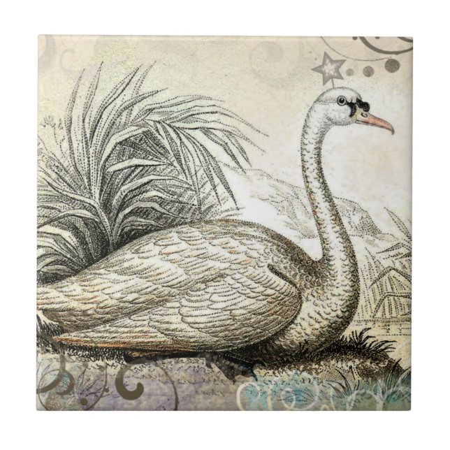Azulejo De Cerâmica Gráfico da cisne (Frente)