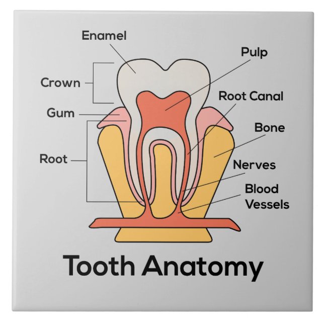 Azulejo De Cerâmica Gráfico de Anatomia dos Dentes (Frente)