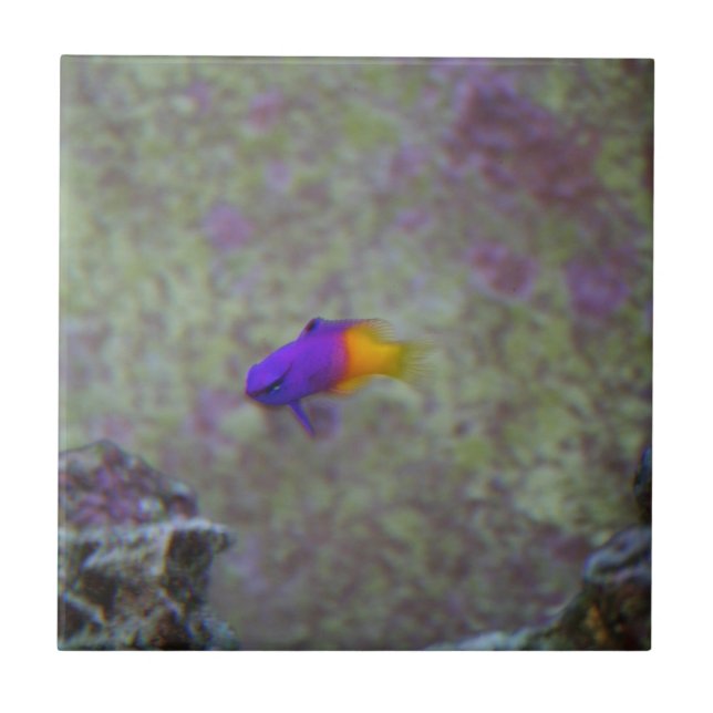 Azulejo De Cerâmica Gramma real (Frente)