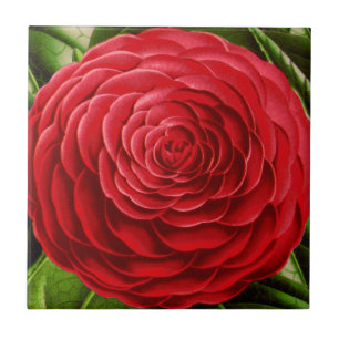 Azulejo De Cerâmica Grande flor da camélia, máscaras de vermelho