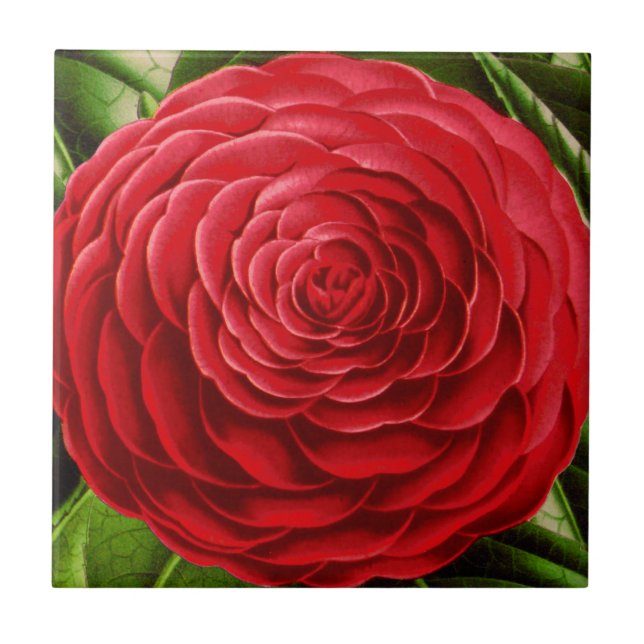 Azulejo De Cerâmica Grande Flor da Camellia, tons de vermelho profundo (Frente)