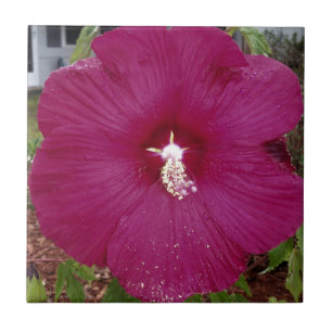Azulejo De Cerâmica grande Hibiscus vermelho-escuro
