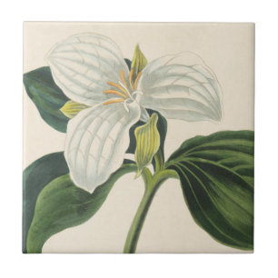 Azulejo De Cerâmica Grande Trillium florescido