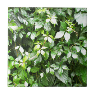 Azulejo De Cerâmica Grandes crescimentos do rastejamento verde da hera