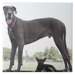 Azulejo De Cerâmica Great dane e cão pequeno da misturado-raça