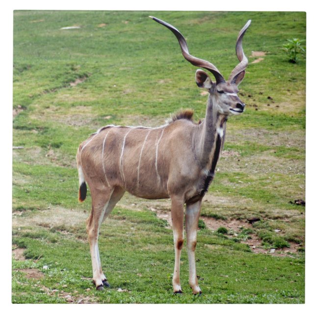 Azulejo De Cerâmica greater-kudu-4 (Frente)