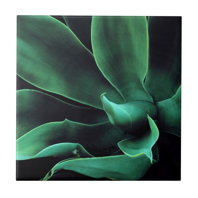 Azulejo De Cerâmica Green Agave Attenuata (Frente)