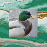 Azulejo De Cerâmica Green Headed Mallard Drake<br><div class="desc">A natureza criou o azulejo cerâmico com a foto de um dreno verde de Mallard,  o macho da espécie de pato. Selecione o tamanho do seu azulejo. Faz uma trivet de cozinha excelente!</div>
