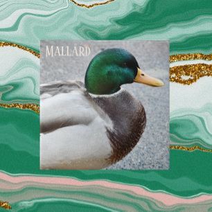 Azulejo De Cerâmica Green Headed Mallard Drake