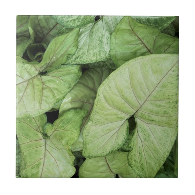 Azulejo De Cerâmica Green Leaf Print (Frente)