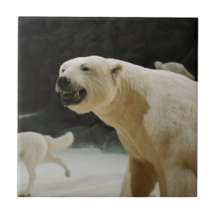 Azulejo De Cerâmica Grin do Urso Polar