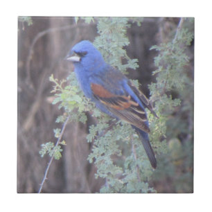Azulejo De Cerâmica Grosbeak Azul