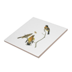Azulejo De Cerâmica Grosbeak de cabeça negra por Audubon