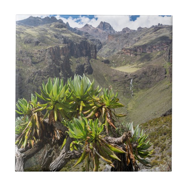 Azulejo De Cerâmica Grosseira Gigante Ou Dendrosenecio (Frente)