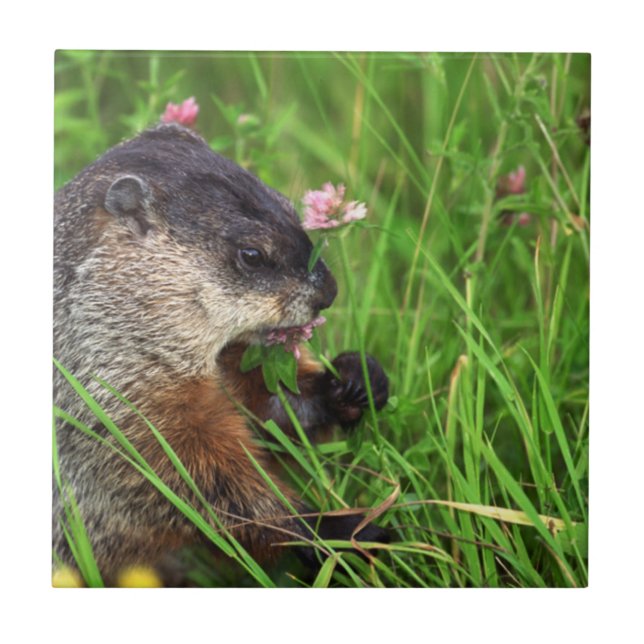 Azulejo De Cerâmica Groundhog Comedor de Vestuário (Frente)