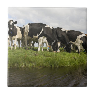 Azulejo De Cerâmica Grupo de vacas do frisão