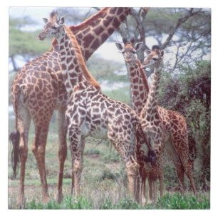 Azulejo De Cerâmica Grupo ou Manada de Girafas com Filhotes, Giraffa