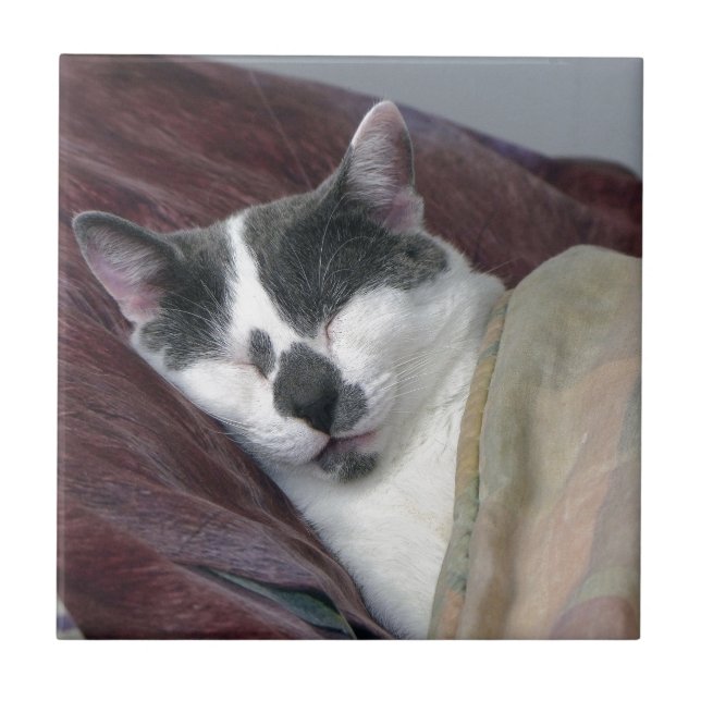 Azulejo De Cerâmica Guarda de Gatos (Frente)