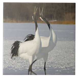 Azulejo De Cerâmica Guindastes japoneses que dançam na neve