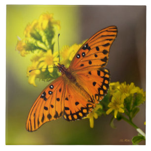 Azulejo De Cerâmica Gulf Fritillary também conhecida como Borboleta da