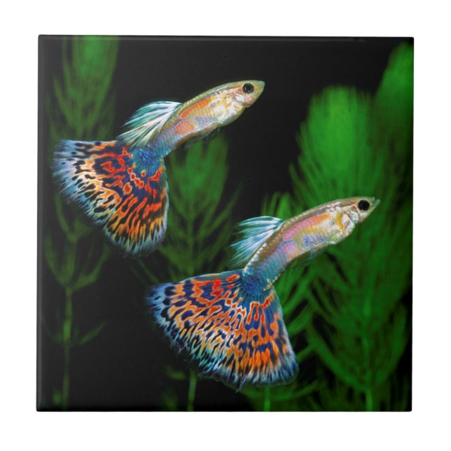 Azulejo De Cerâmica Guppies (Frente)
