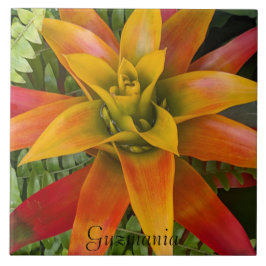 Azulejo De Cerâmica Guzmania Bromeliad Plant Floral