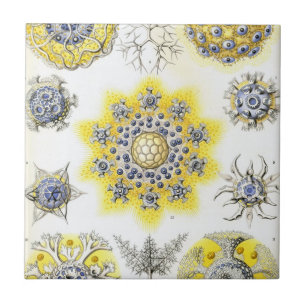 Azulejo De Cerâmica Haeckel Polycyttaria